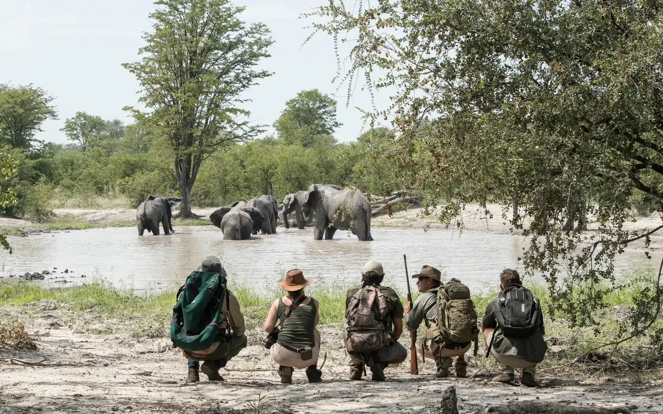 Walking safari group observes elephants bathing in river