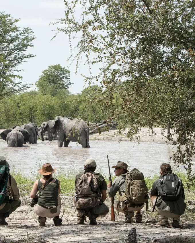 Walking safari group observes elephants bathing in river, The Okavango Delta, Botswana