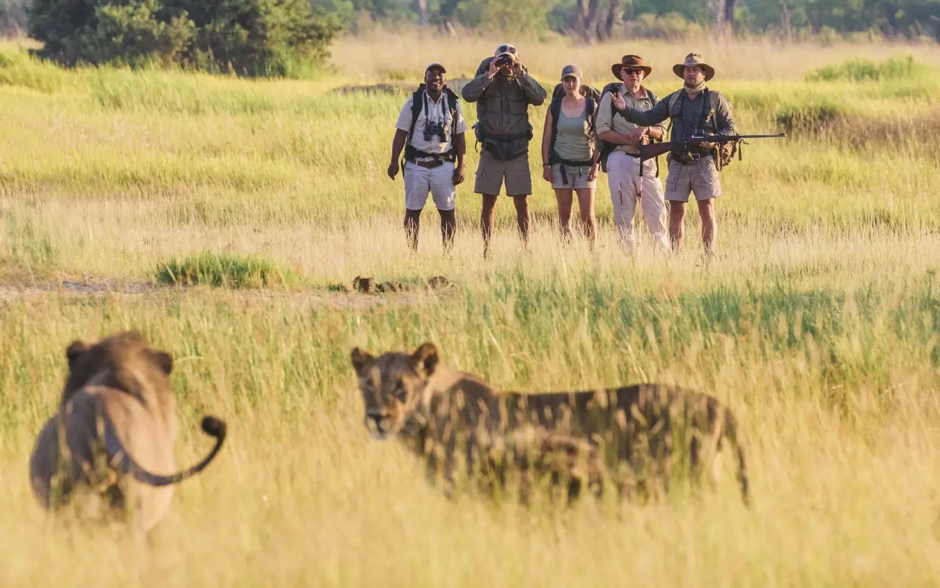 Walking safari group encounters lions in grassland
