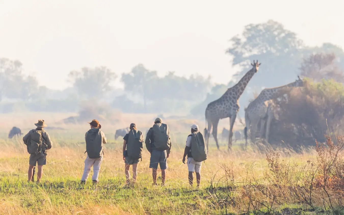 Walking safari group observing giraffes in African savanna