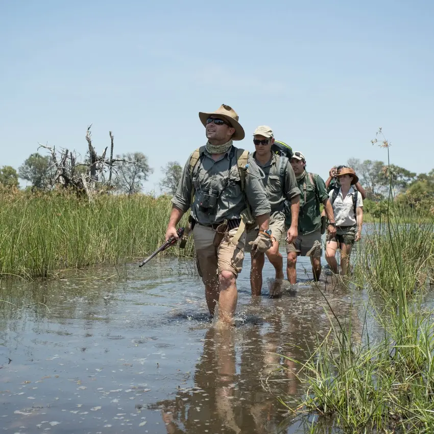 Walking safari group wading through shallow wetland water