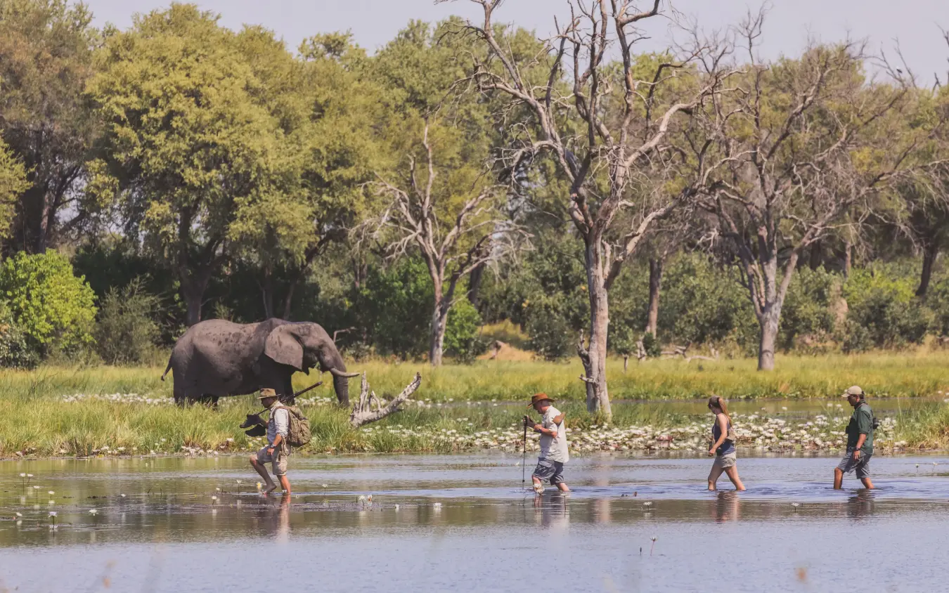 Walking safari group crossing shallow river with elephant