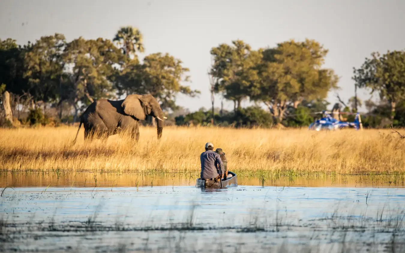 Guide in motorboat with elephant on riverbank, Kweene Trails, The Okavango Delta, Botswana