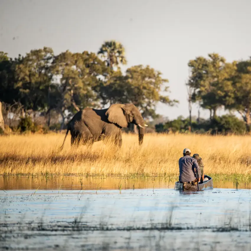 Guide in motorboat with elephant on riverbank