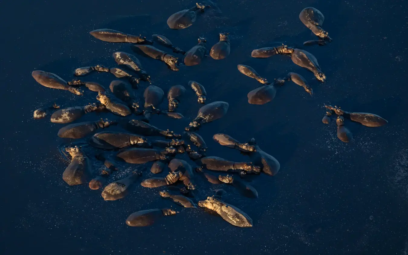 Group of sea lions swimming together in ocean water, Kweene Trails, The Okavango Delta, Botswana