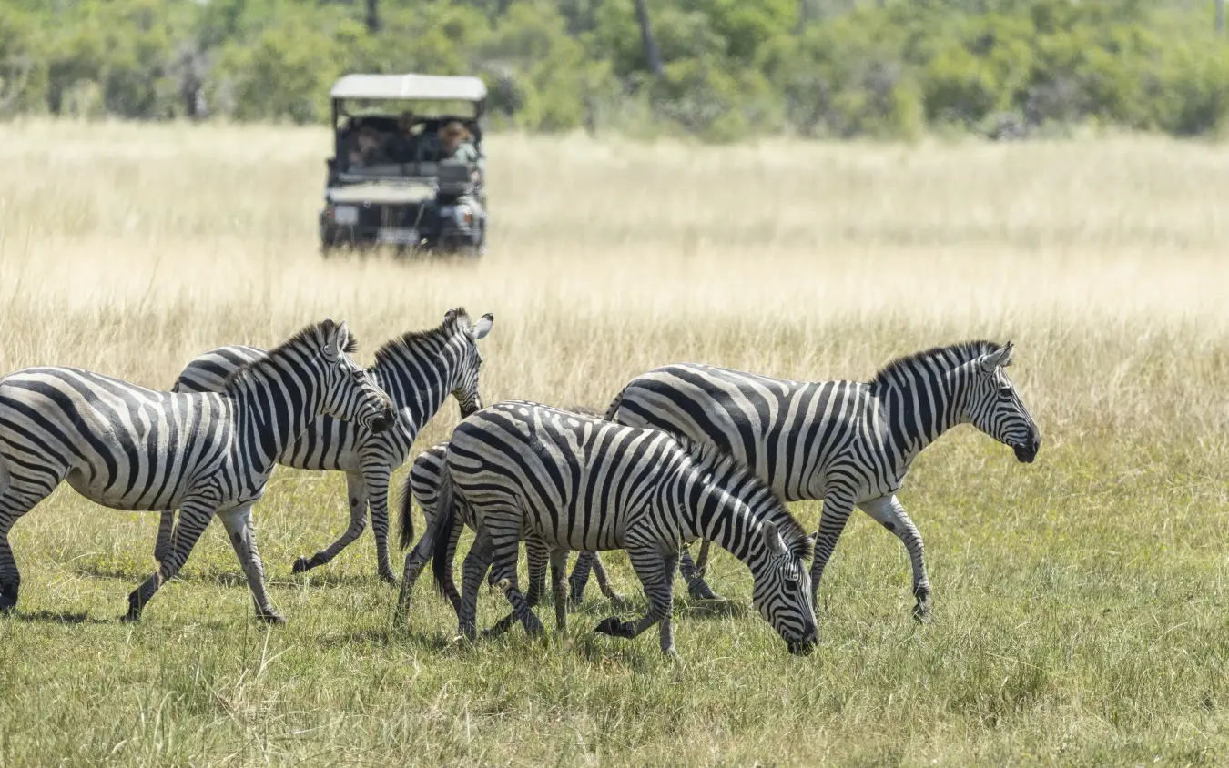 Zebras grazing in savanna grassland with safari vehicle