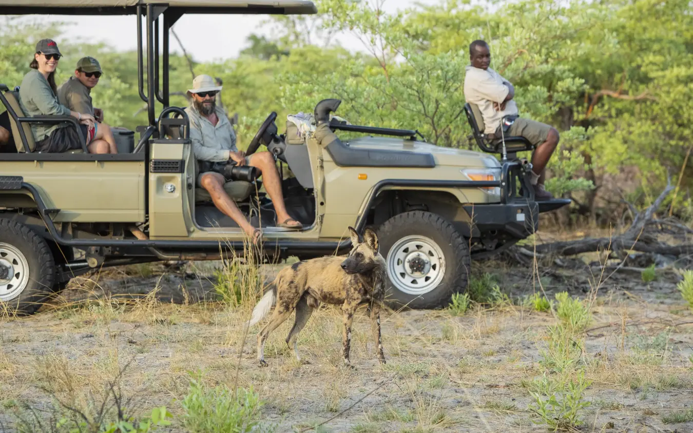 Safari vehicle stopped to observe wild dog in natural habitat