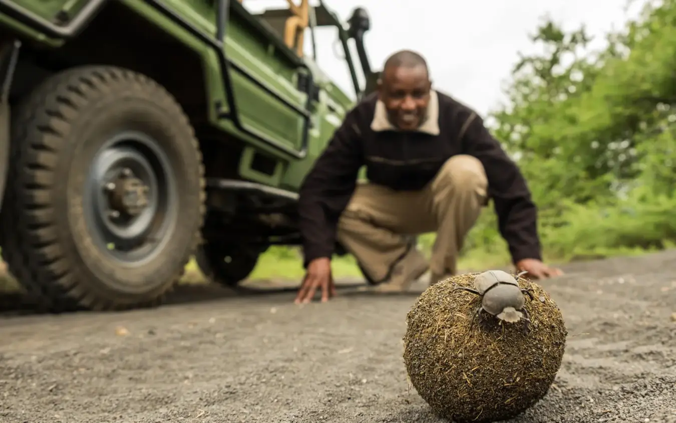 Guide crouching beside dung beetle ball with safari vehicle, Ol Donyo Lodge, Amboseli and Chyulu Hills, Kenya