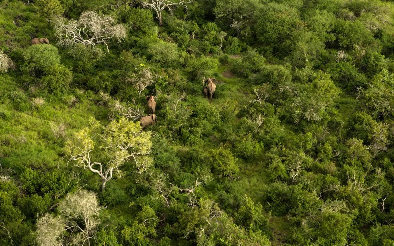 Aerial view of elephants walking through dense green forest, Ol Donyo Lodge, Amboseli and Chyulu Hills, Kenya