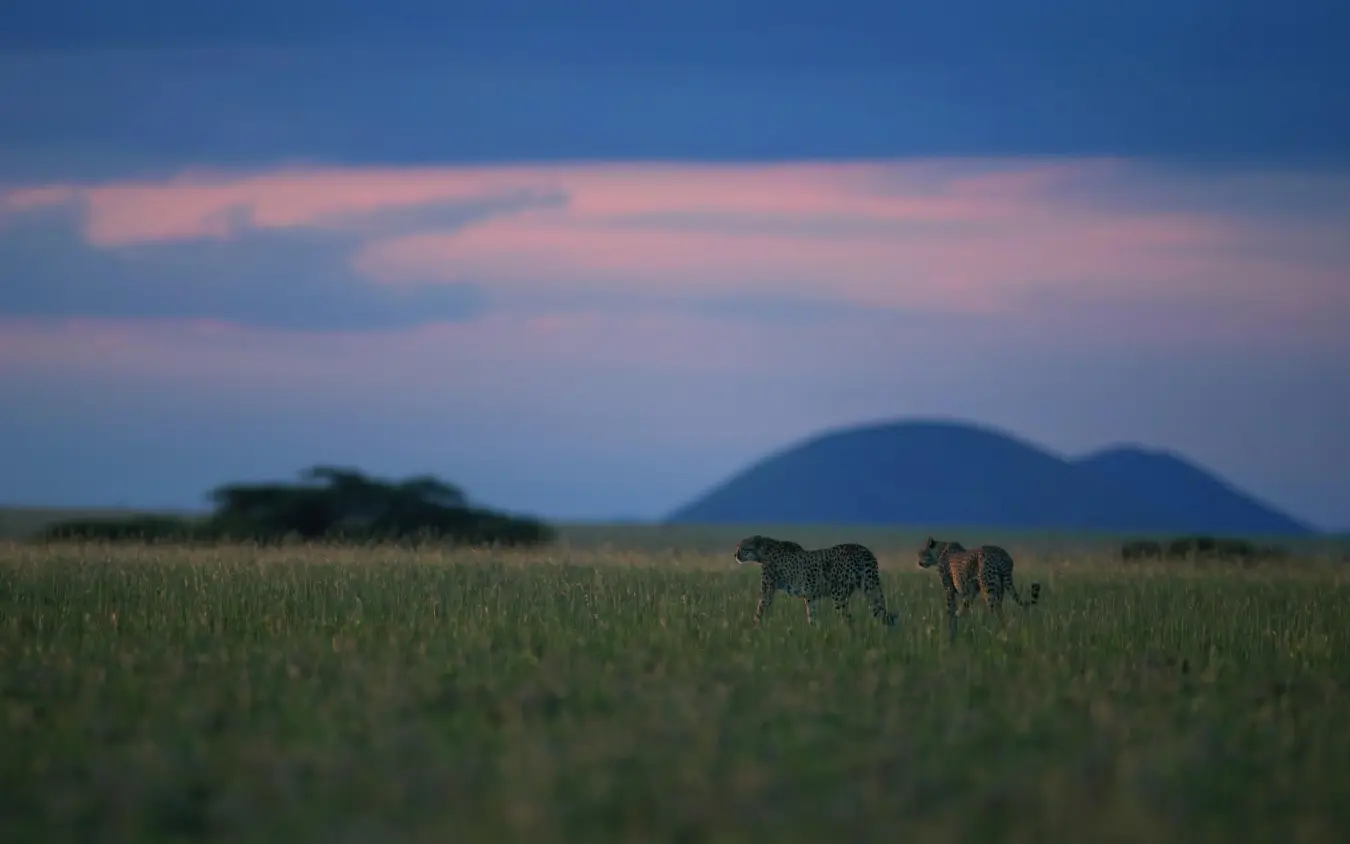 Elephants walking through savanna grassland at dusk, Ol Donyo Lodge, Amboseli and Chyulu Hills, Kenya
