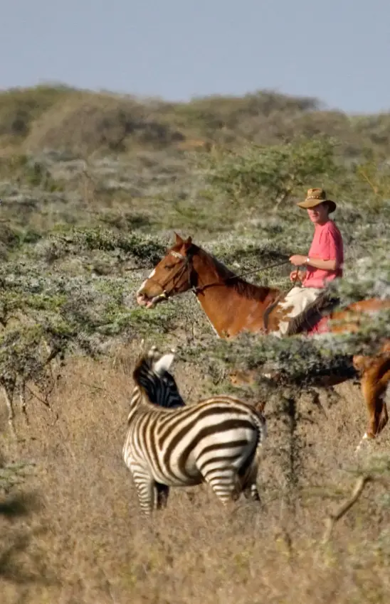 Horseback rider with zebras in scrubland landscape, Ol Malo Lodge, Laikipia Highlands, Kenya