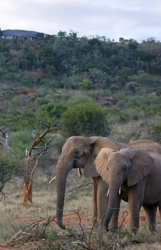 Elephants walking through acacia woodland with lodge visible, Ol Malo Lodge, Laikipia Highlands, Kenya