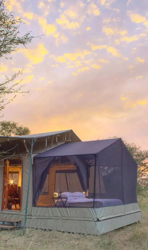 Canvas tent accommodation at sunset in savanna landscape, Olakira Migration Camp, Serengeti National Park, Tanzania