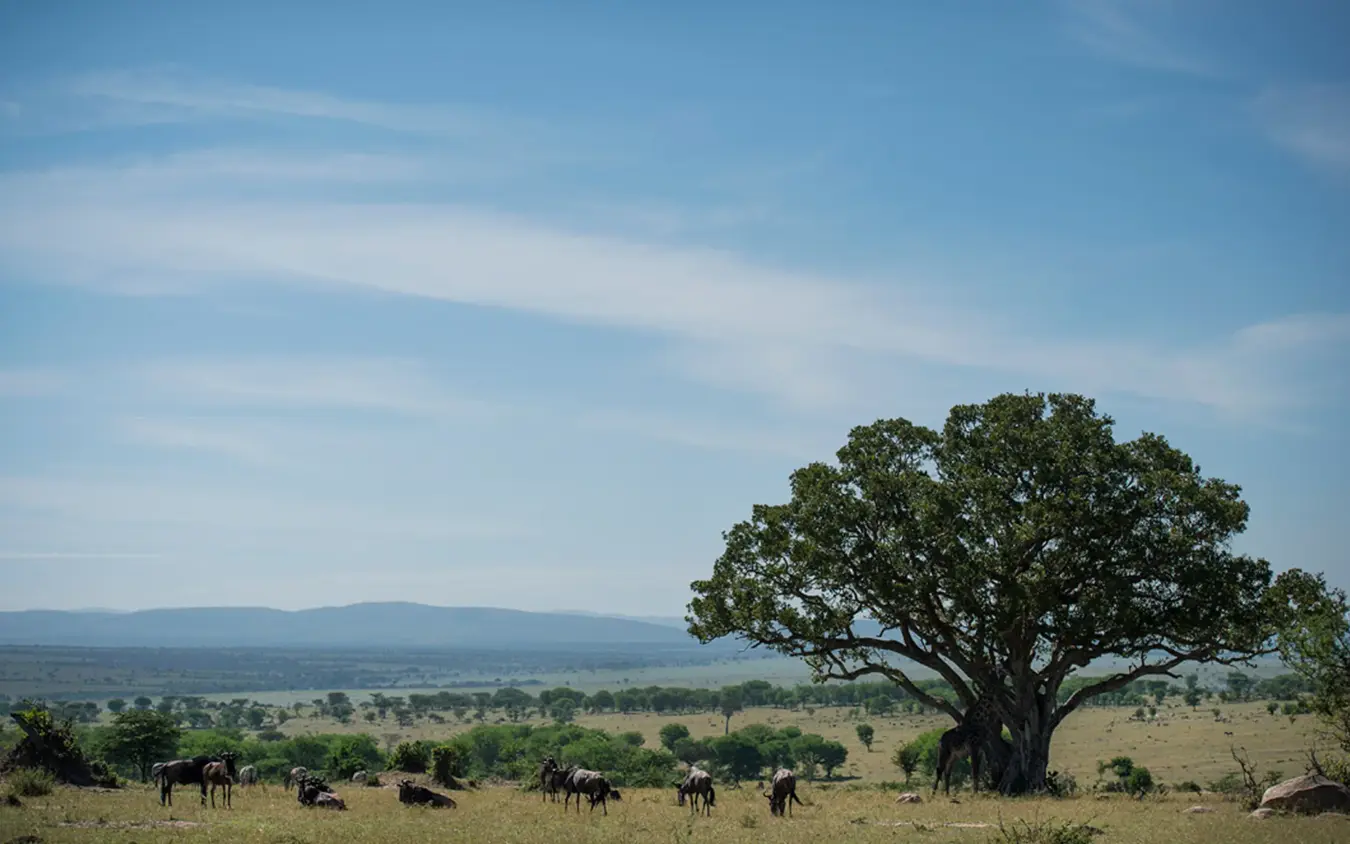 Elephants grazing beneath acacia tree in savanna, Olakira Migration Camp, Serengeti National Park, Tanzania