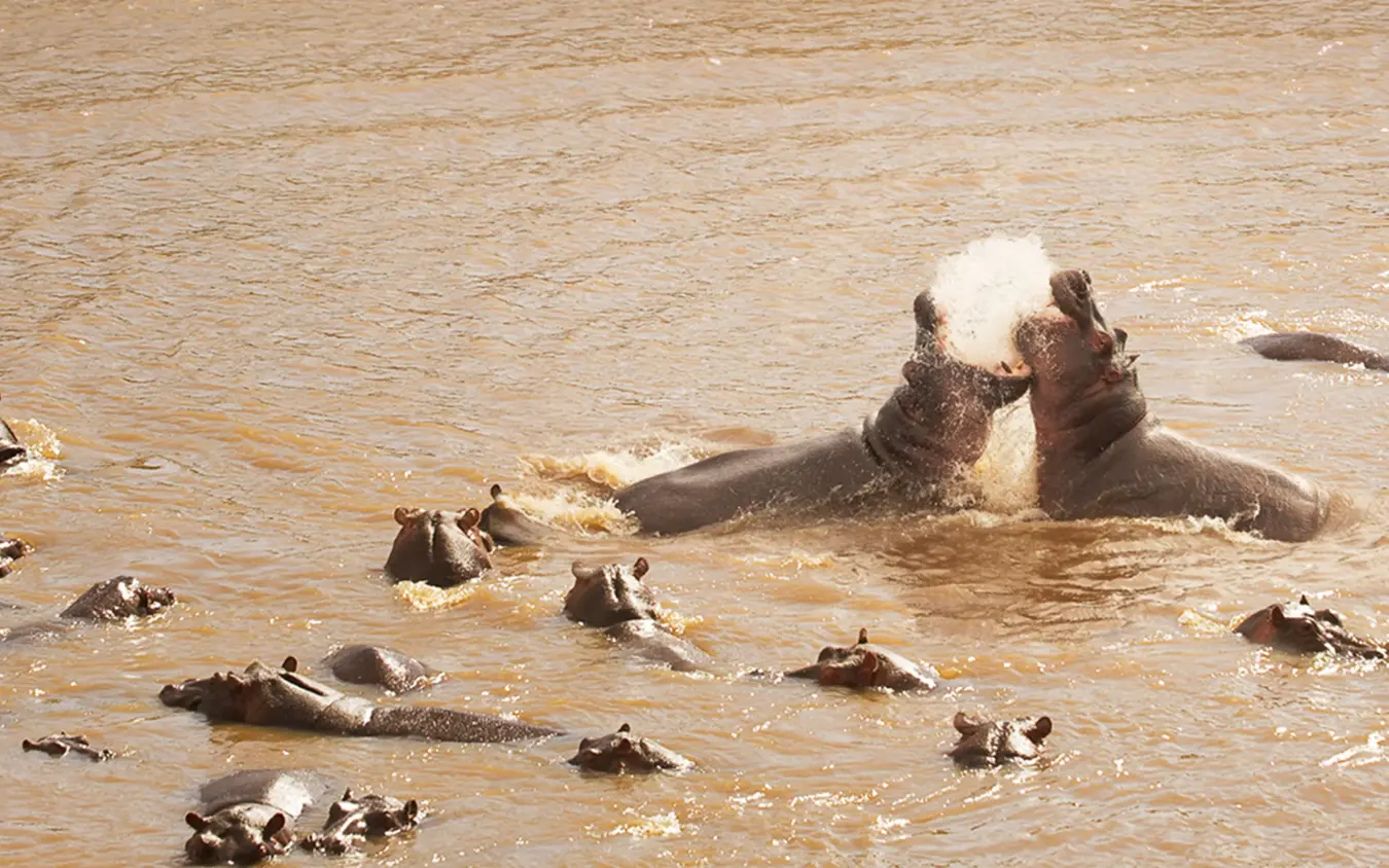Hippopotamus pod bathing and playing in river water, Olakira Migration Camp, Serengeti National Park, Tanzania