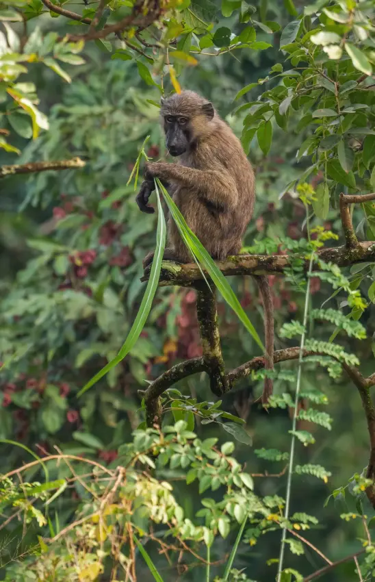 Small primate perched on branch eating vegetation