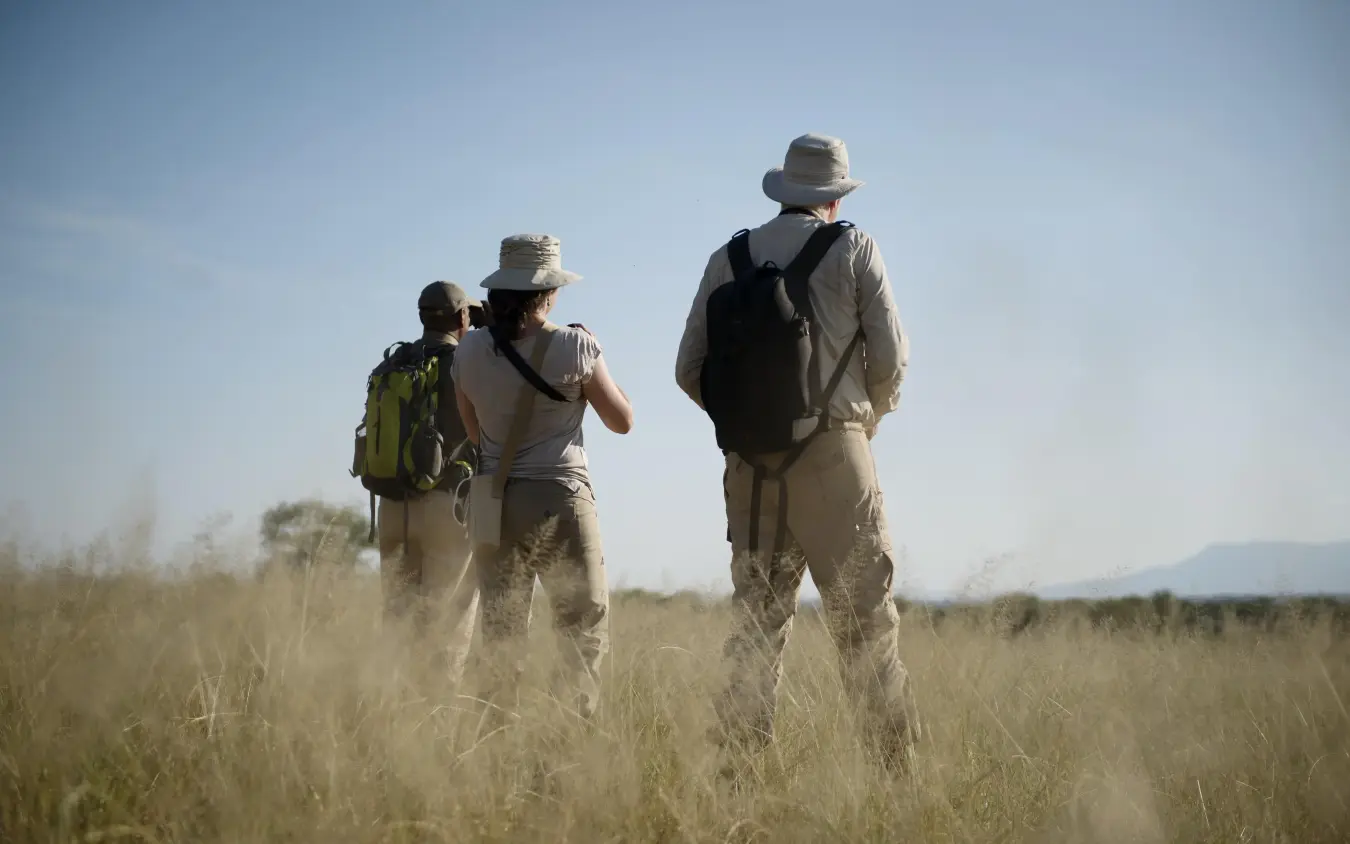 Three hikers walking through tall dry grass landscape, Oliver’s Camp, Tarangire National Park, Tanzania