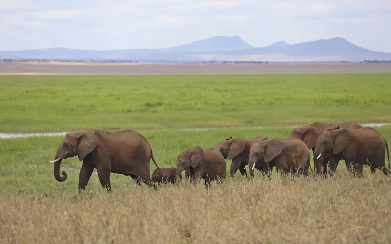 Elephant herd walking through savanna grassland with mountains, Oliver’s Camp, Tarangire National Park, Tanzania
