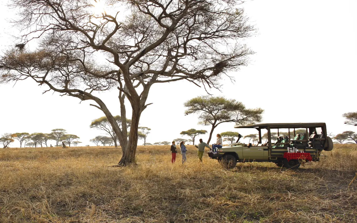 Safari vehicle with guests near acacia tree in savanna, Oliver’s Camp, Tarangire National Park, Tanzania