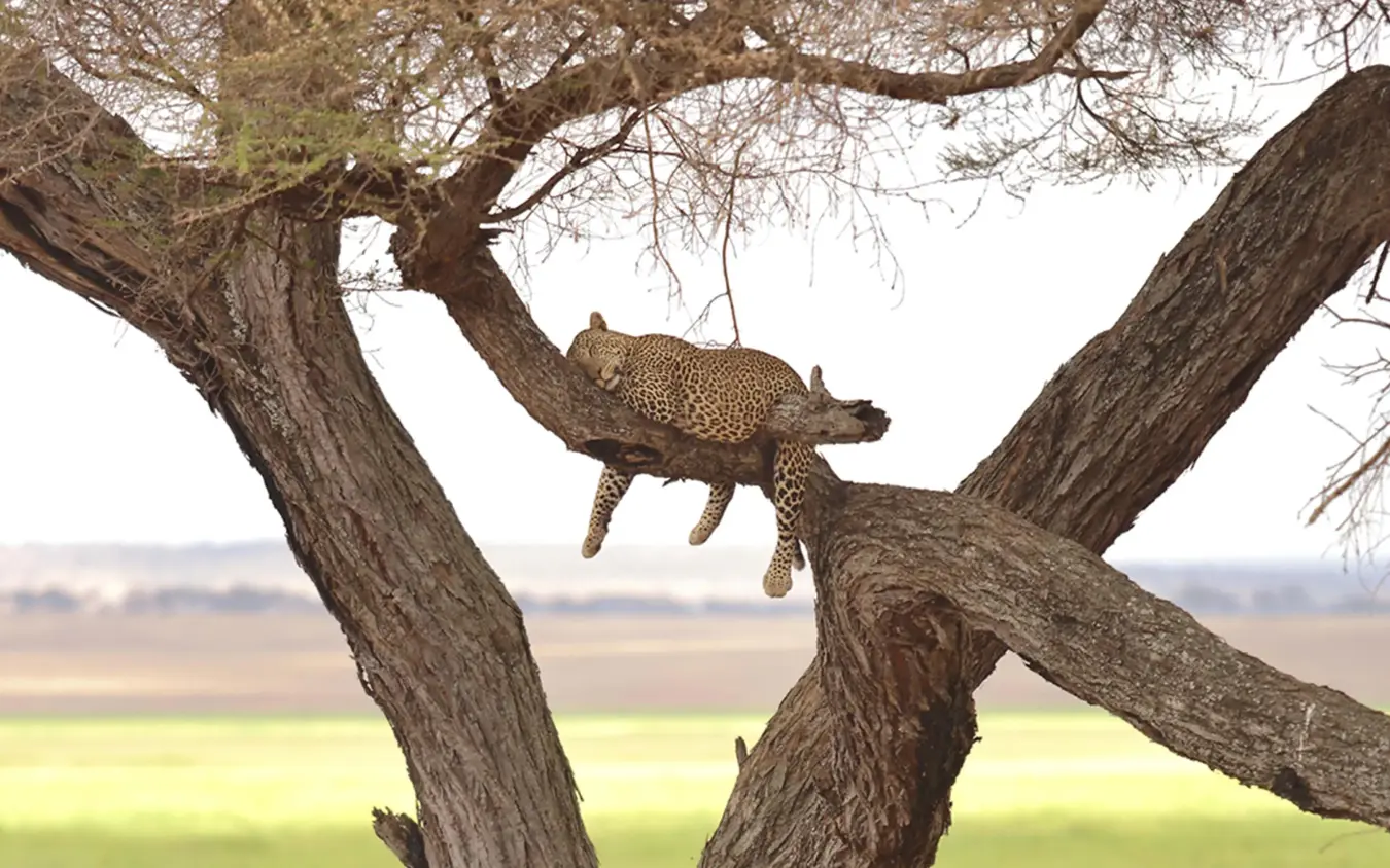 Leopard resting on tree branch in savanna landscape, Oliver’s Camp, Tarangire National Park, Tanzania