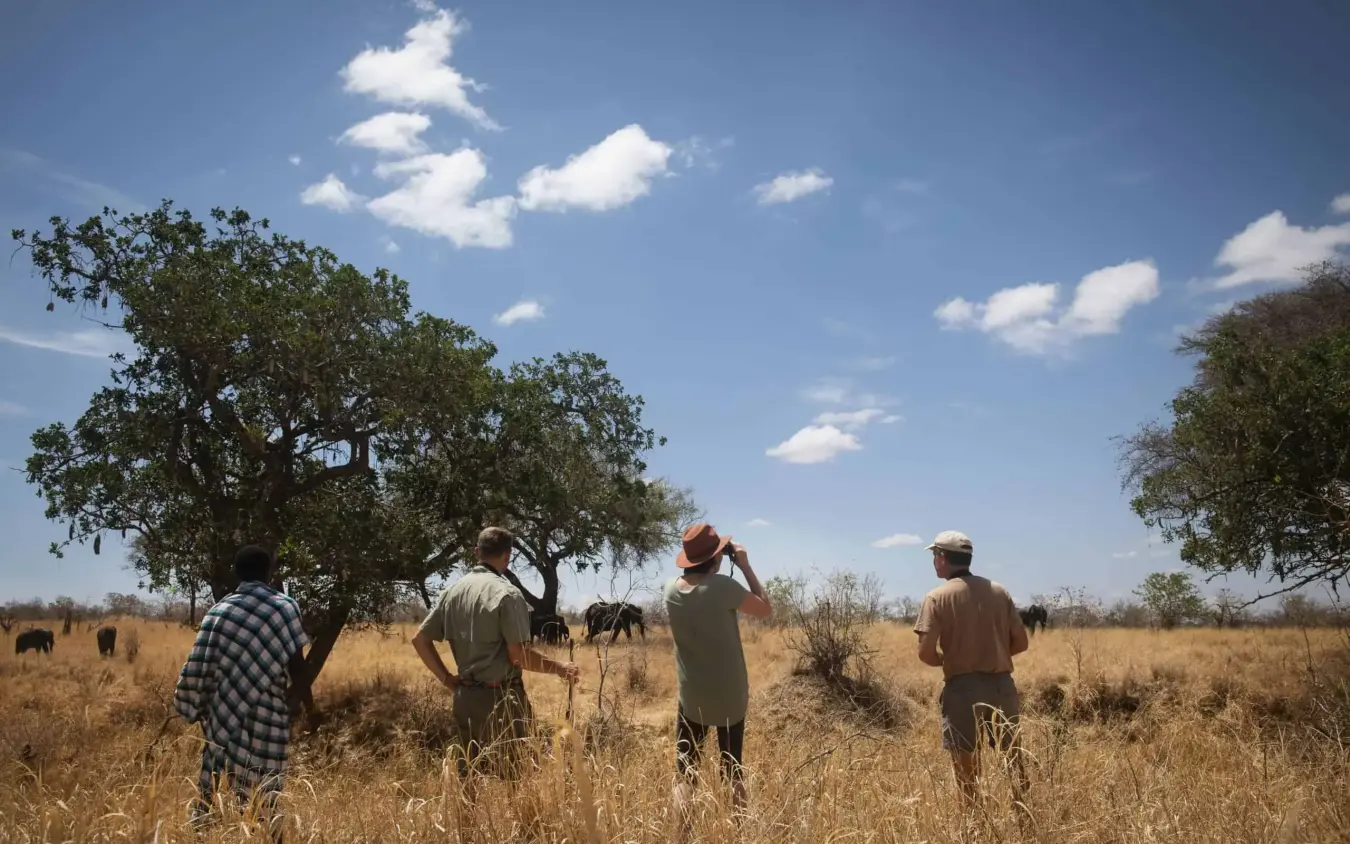 Guides and guests on walking safari in grassland with acacia trees, Olkeri Camp, Tarangire National Park, Tanzania