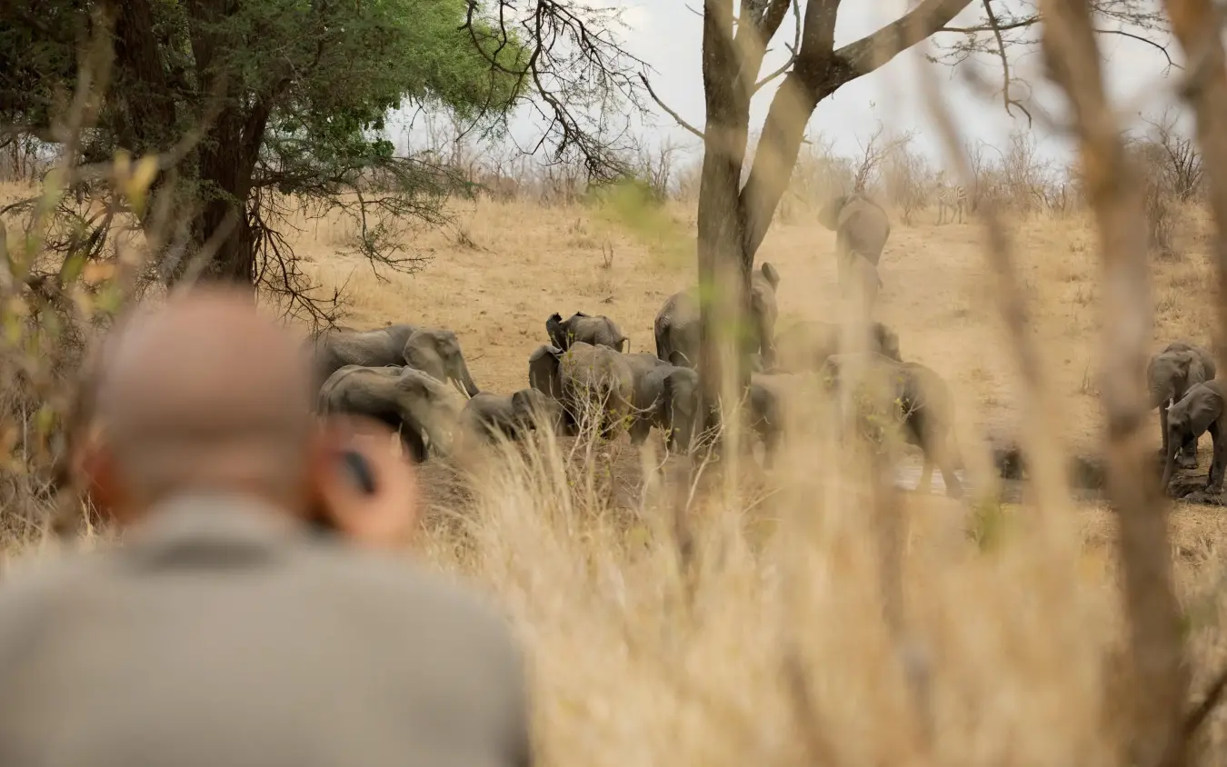 Herd of elephants in dry grassland with observer in foreground, Olkeri Camp, Tarangire National Park, Tanzania