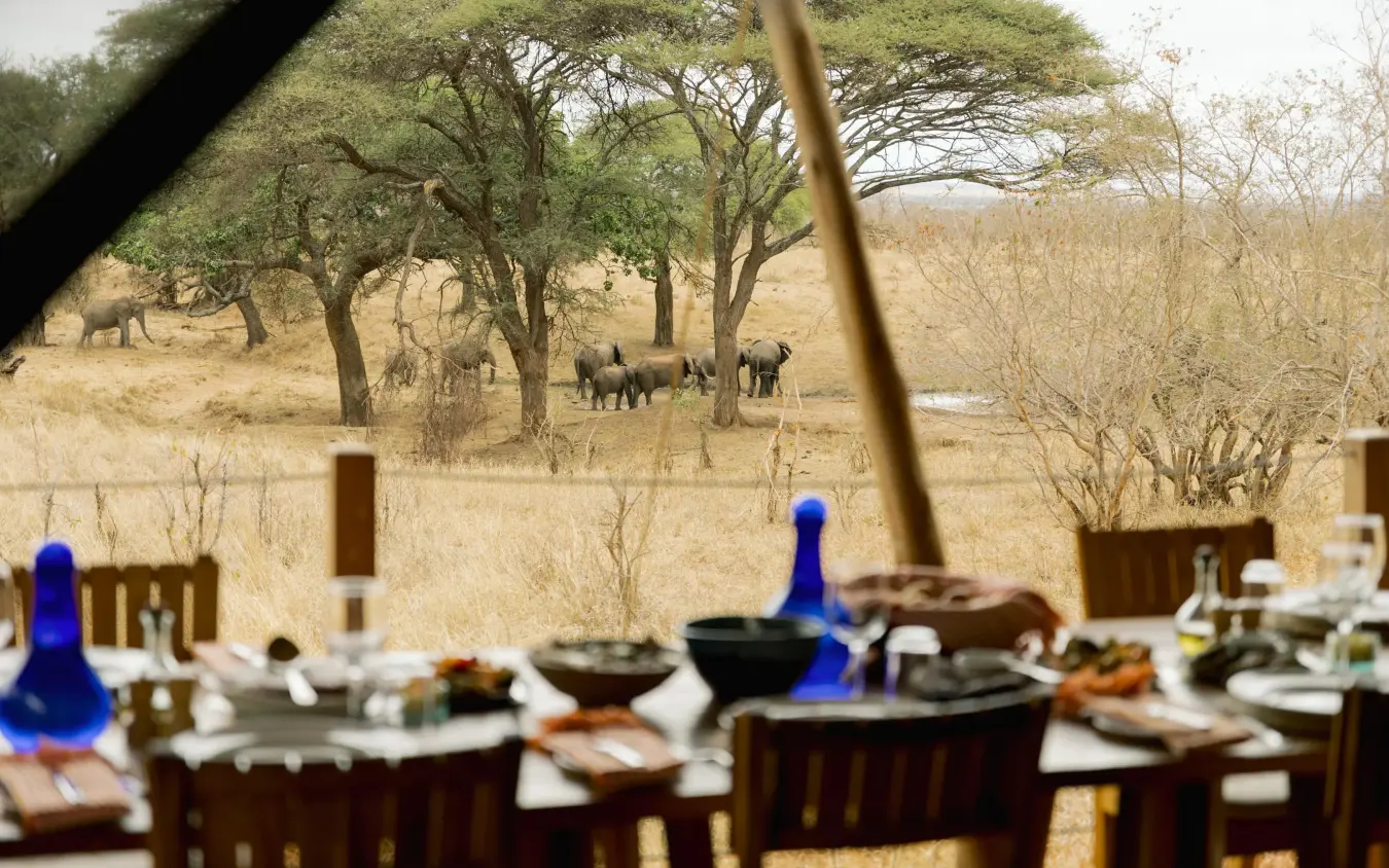 Outdoor dining area with elephants grazing in acacia woodland beyond, Olkeri Camp, Tarangire National Park, Tanzania