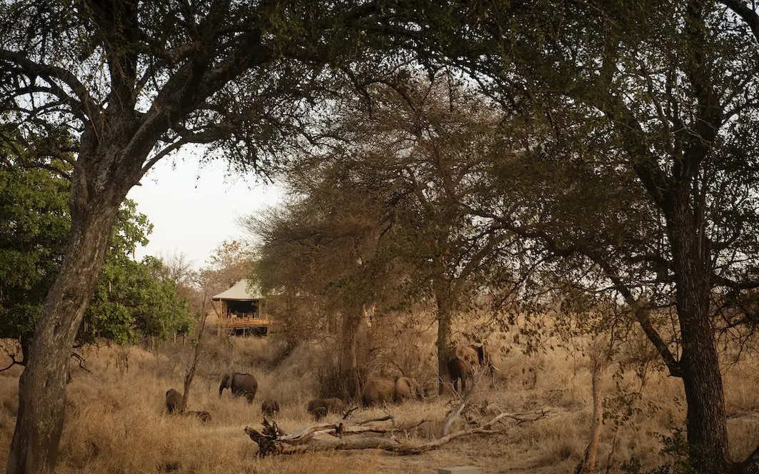 Treehouse lodge among woodland with elephants grazing in dry season landscape, Olkeri Camp, Tarangire National Park, Tanzania