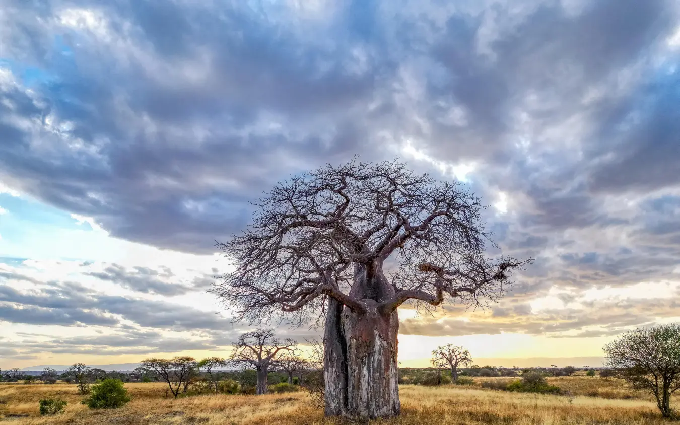 Bare baobab tree standing in golden grassland under dramatic cloudy sky, Olkeri Camp, Tarangire National Park, Tanzania