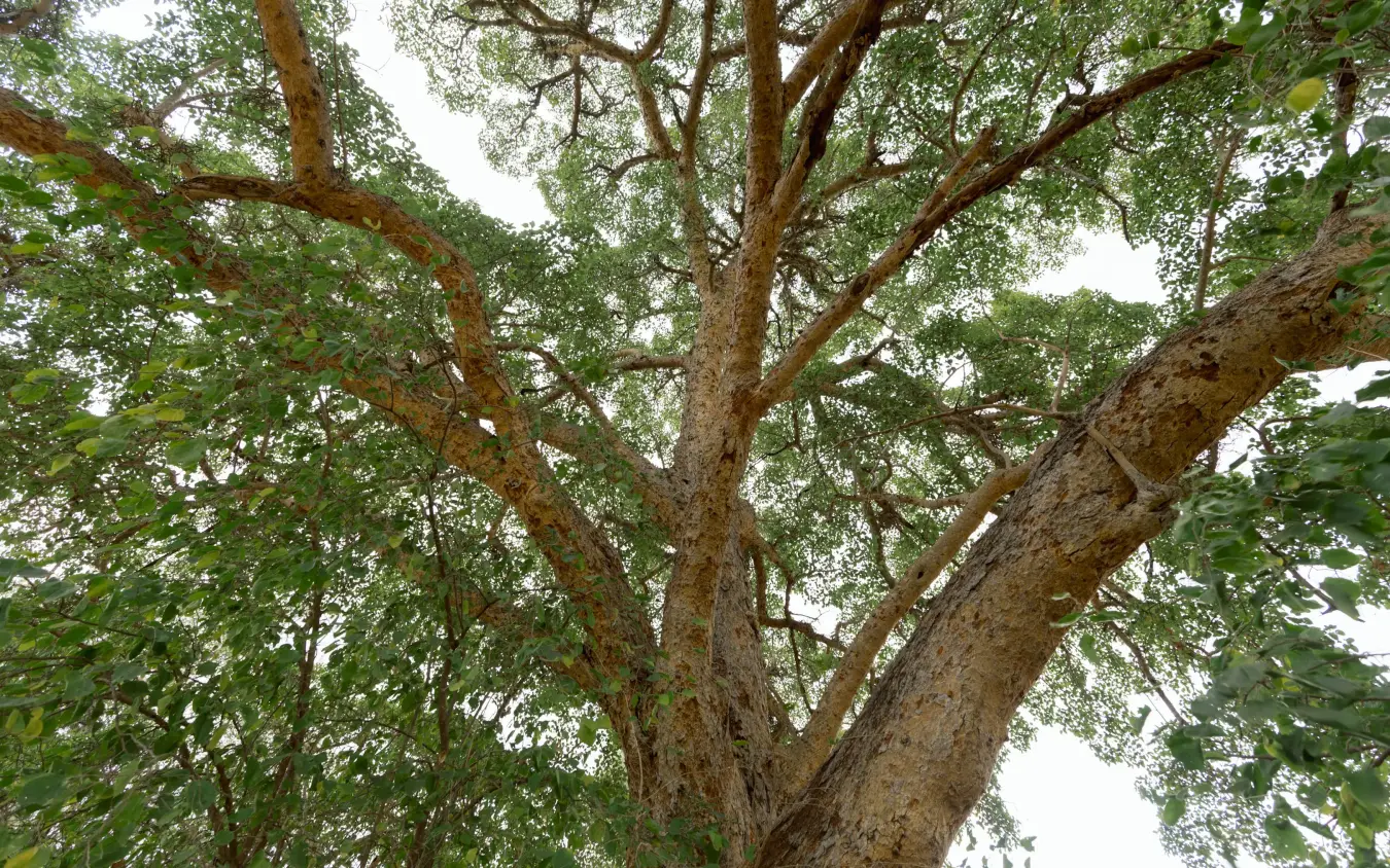 Ancient tree canopy with sprawling branches and lush green foliage, Olkeri Camp, Tarangire National Park, Tanzania