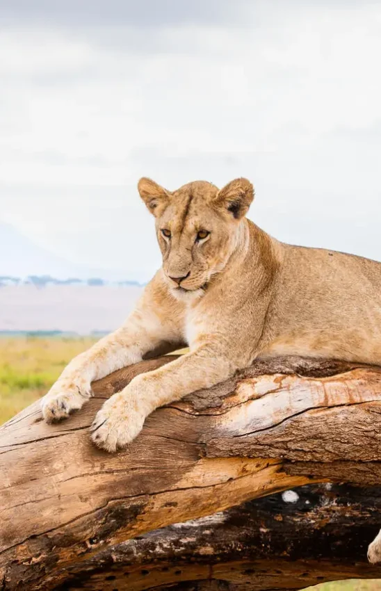 Lioness resting on fallen tree log in open grassland, Olkeri Camp, Tarangire National Park, Tanzania