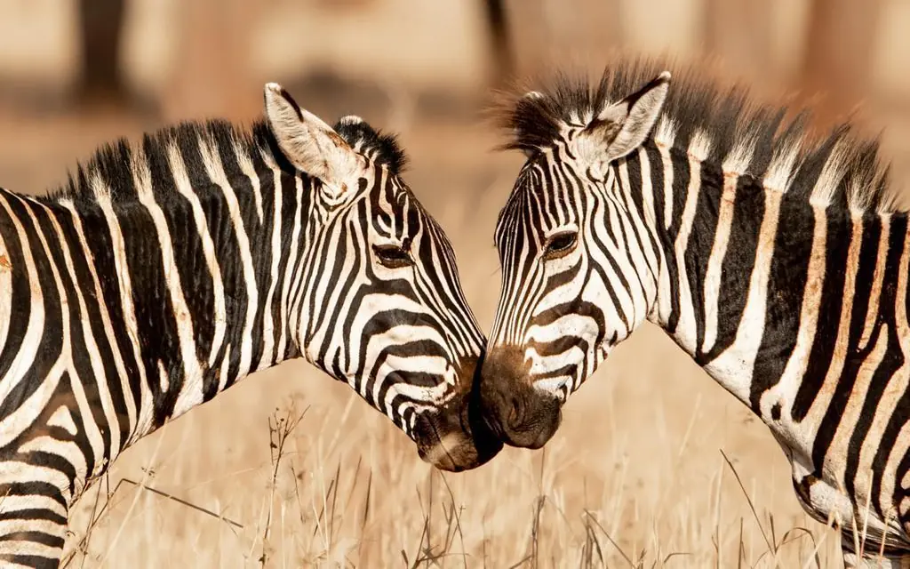 Two zebras touching noses in dry grassland habitat, Olkeri Camp, Tarangire National Park, Tanzania