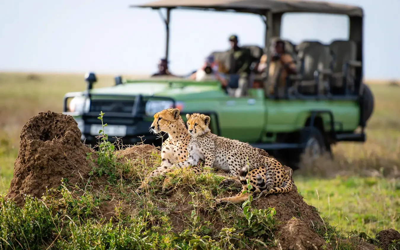 Cheetahs on termite mound with safari vehicle behind