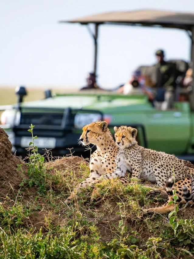 Cheetahs on termite mound with safari vehicle behind, Olmara Serengeti, Serengeti National Park, Tanzania
