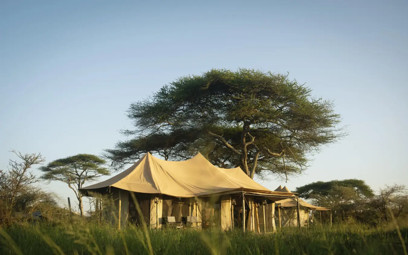 Canvas tent accommodation beneath acacia tree savanna