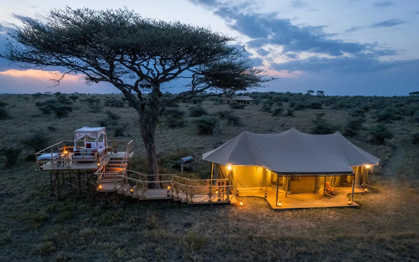 Illuminated safari camp tent beneath acacia tree at dusk, Olmara Serengeti, Serengeti National Park, Tanzania