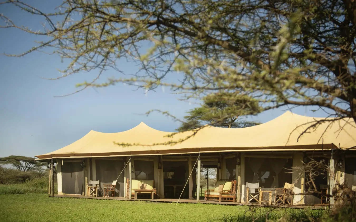 Safari lodge with cream canvas tent under acacia tree, Olmara Serengeti, Serengeti National Park, Tanzania