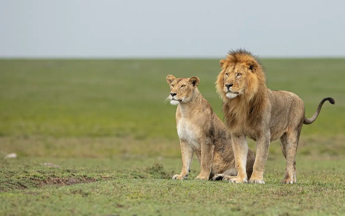 Male lion and lioness standing together on grassland, Olmara Serengeti, Serengeti National Park, Tanzania