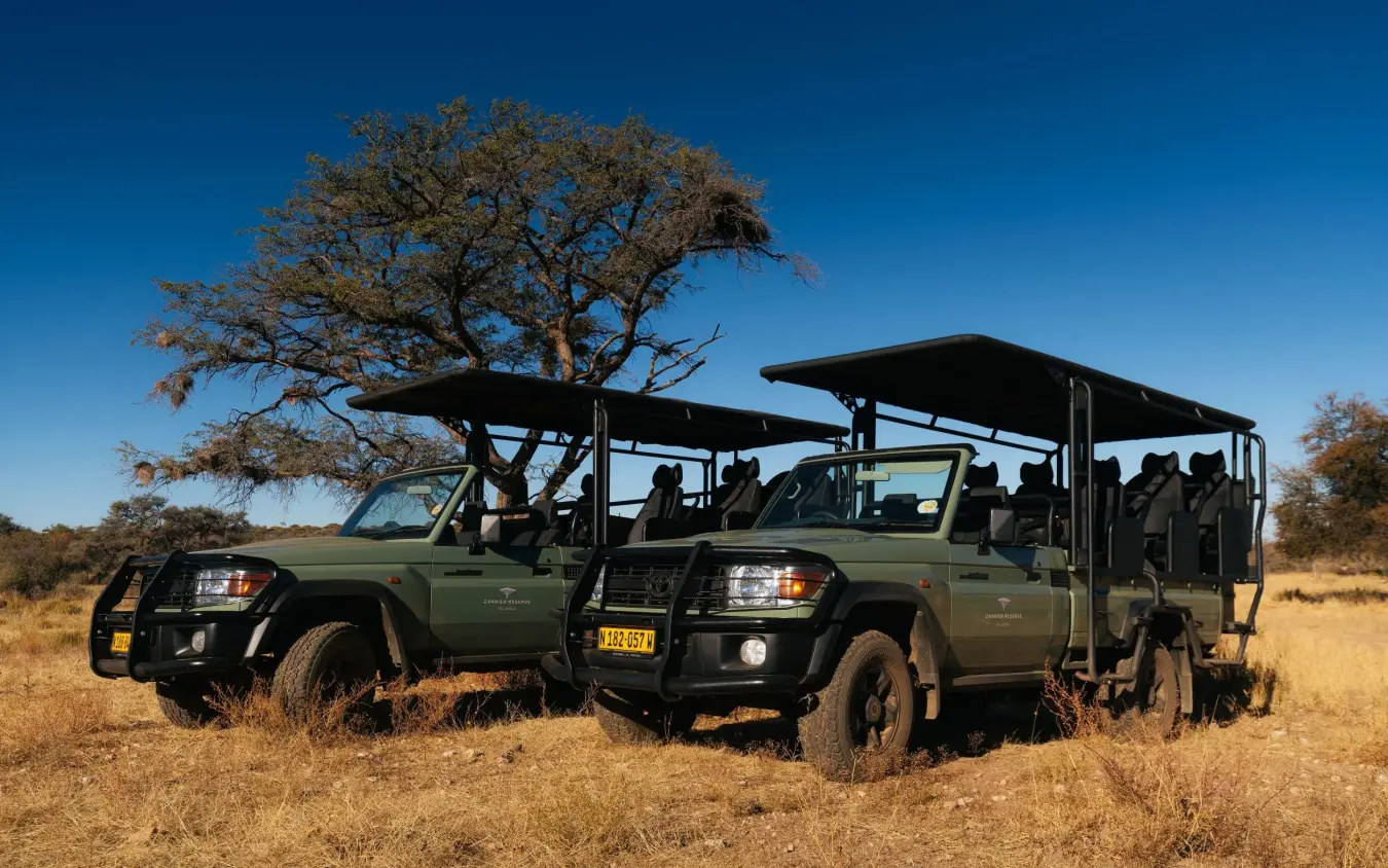 Safari vehicles parked under acacia tree in savanna, Omaanda, Windhoek, Namibia