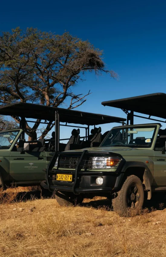 Safari vehicles parked under acacia tree in savanna, Windhoek, Namibia