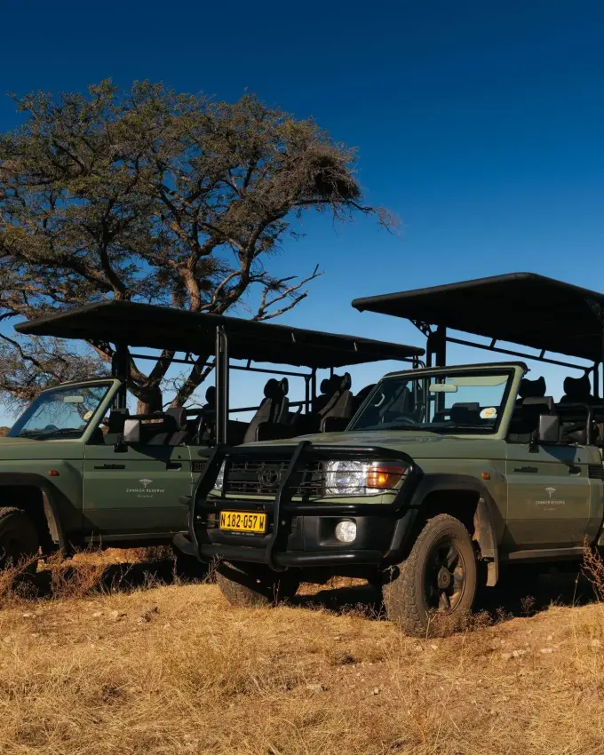 Safari vehicles parked under acacia tree in savanna, Windhoek, Namibia