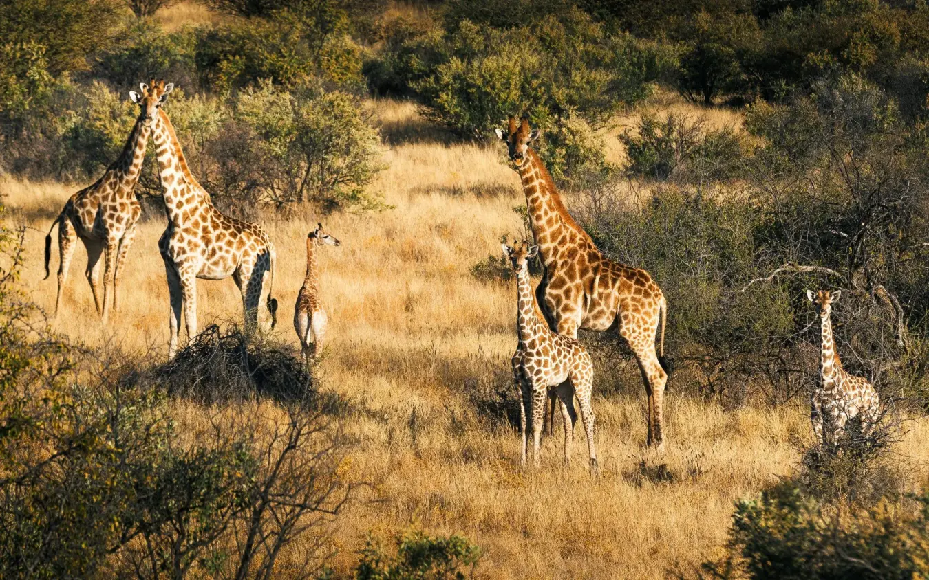 Giraffes and calves walking through savanna landscape, Omaanda, Windhoek, Namibia
