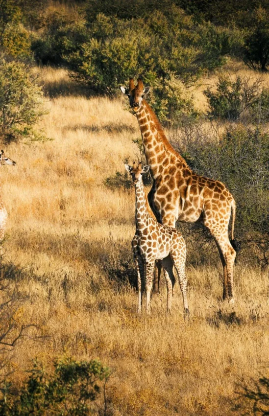 Giraffes and calves walking through savanna landscape, Omaanda, Windhoek, Namibia