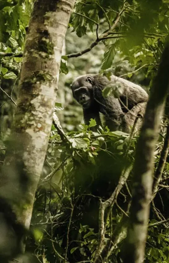 Chimpanzee moving through dense forest canopy, Nyungwe House, Nyungwe Forest, Rwanda