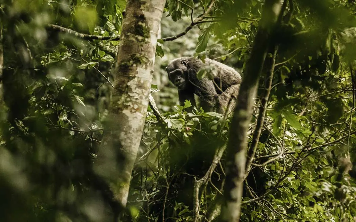 Chimpanzee moving through dense forest canopy, Nyungwe House, Nyungwe Forest, Rwanda