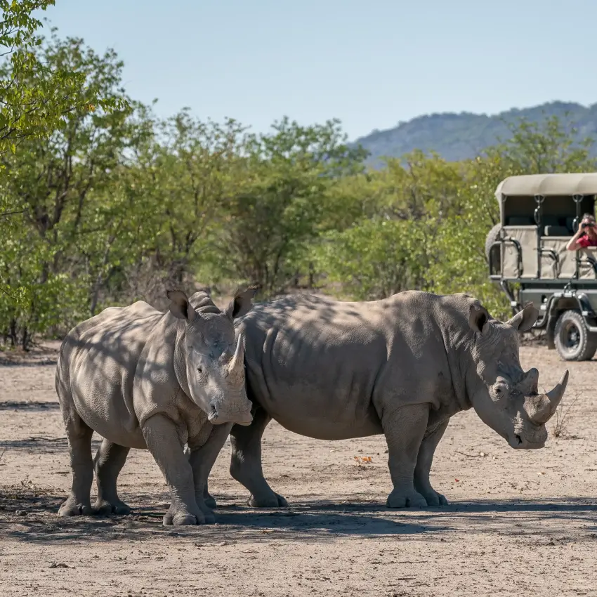 Safari vehicle with tourists observing rhinoceros on game drive, Ongava Lodge, Etosha National Park, Namibia