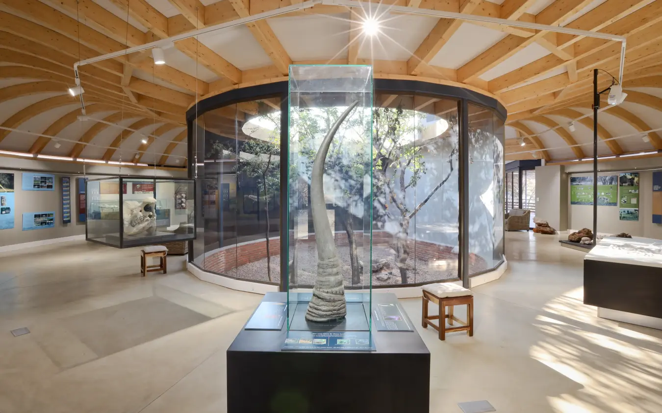 Interior museum display with large tree specimen in glass enclosure under wooden dome, Ongava Lodge, Etosha National Park, Namibia