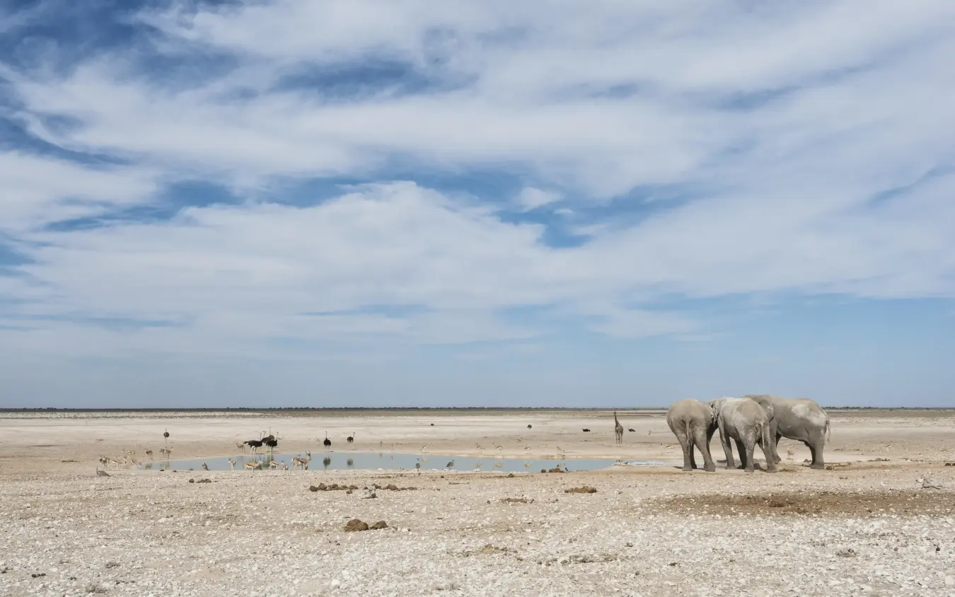 Elephants drinking at waterhole in arid savanna landscape, Ongava Lodge, Etosha National Park, Namibia