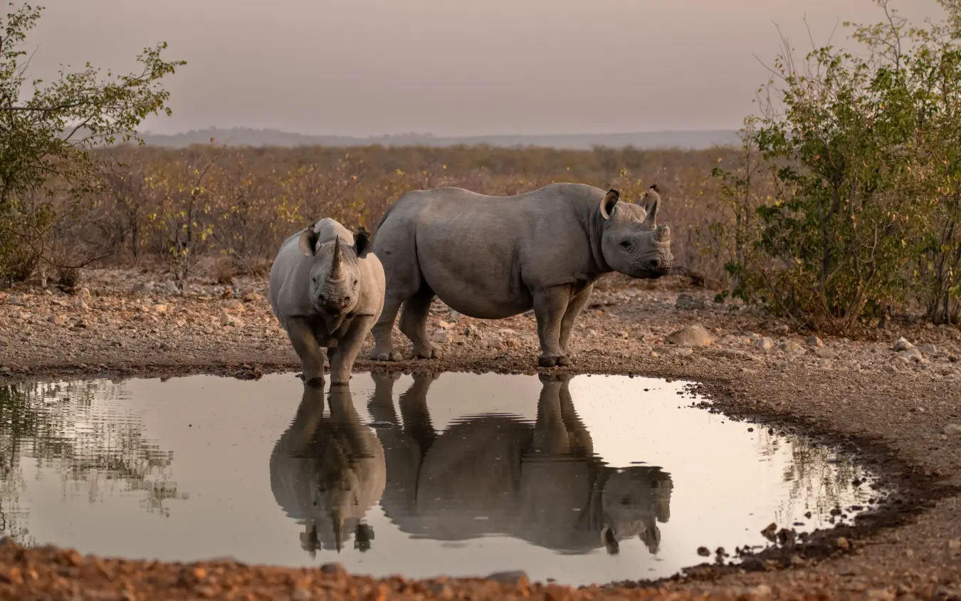 Two rhinos drinking and reflecting in waterhole at dusk, Ongava Lodge, Etosha National Park, Namibia