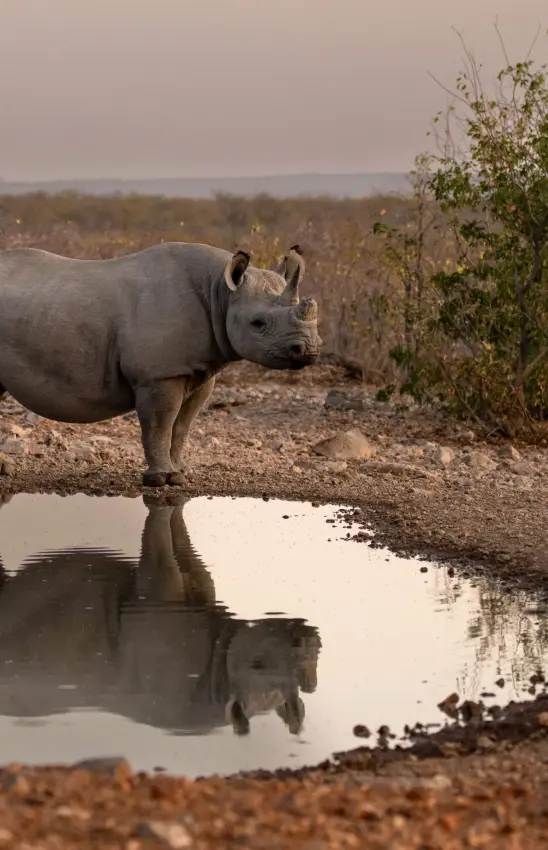 Black rhino drinking from waterhole at dusk with savanna landscape behind, Ongava Lodge, Etosha National Park, Namibia